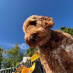 Meet your Posher, Carly